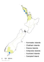 Centrolepis strigosa distribution map based on databased records at AK, CHR and WELT.
 Image: K. Boardman © Landcare Research 2014 
